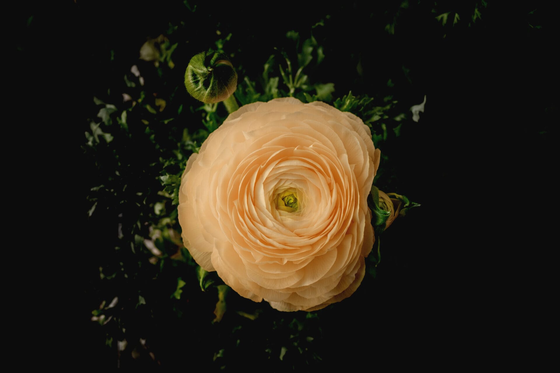 Image gallery image
