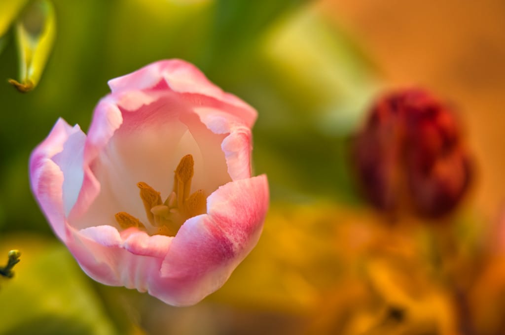 Image gallery image