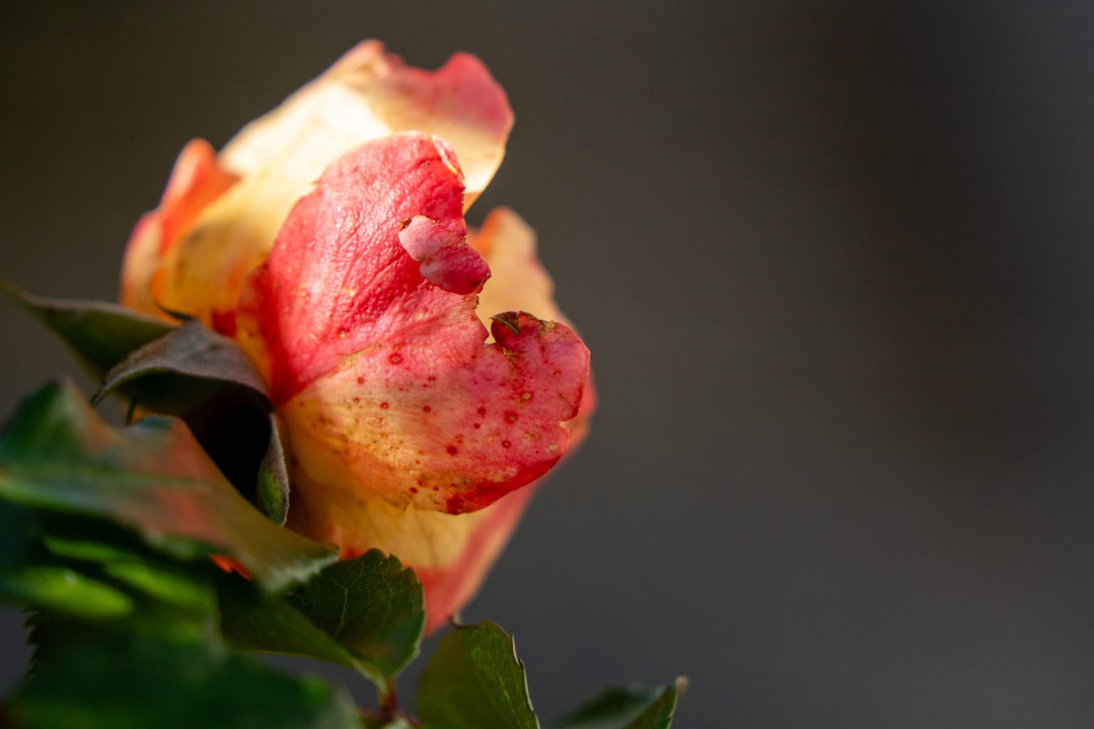 Image gallery image